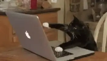 Un chat qui tape sur un clavier d'ordinateur